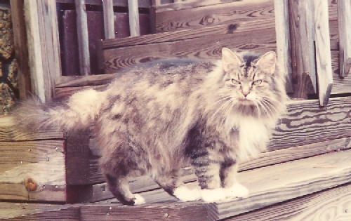 Chicago Our cat Chicago